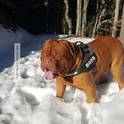 Photo de chien perdu à Echinghen