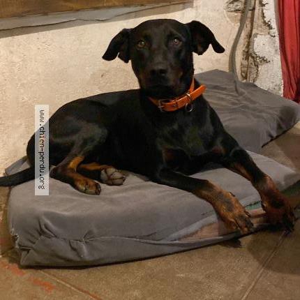 Photo 1/1 Chien retrouvé Perdu à Chamberat