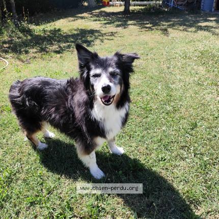 Photo de chien perdu à Prayssas