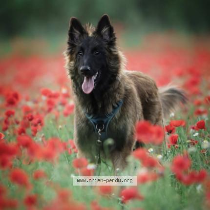 Photo 1/1 Chien retrouvé Perdu à Ria sirach