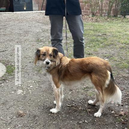 Photo 1/1 Chien retrouvé Perdu à Loguivy de la mer ploubazlanec