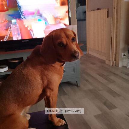 Photo 2/2 Chien retrouvé Perdu à Lanester