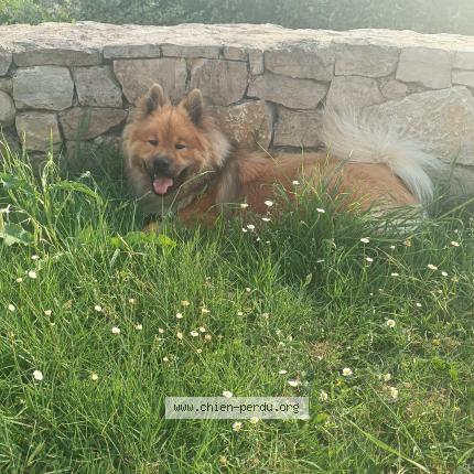 Photo 1/1 Chien retrouvé Perdu à Labastide marnhac