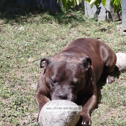 Photo 1/1 Chien retrouvé Perdu à Saint martin d heres