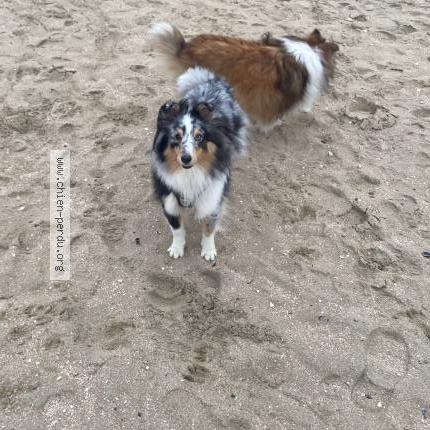 Photo 1/2 Chien retrouvé Perdu à Rosnay