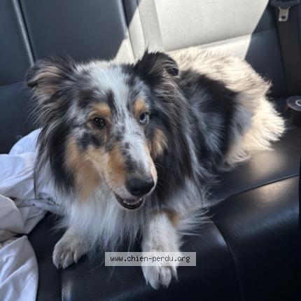 Photo 2/2 Chien retrouvé Perdu à Rosnay