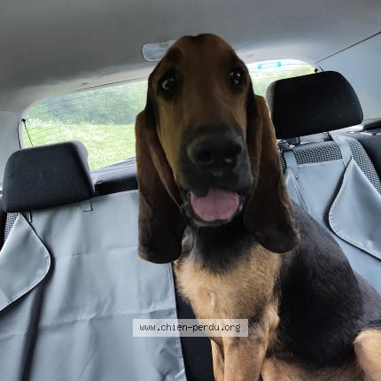 Photo 1/1 Chien retrouvé Trouvé à Vaux les saint claude