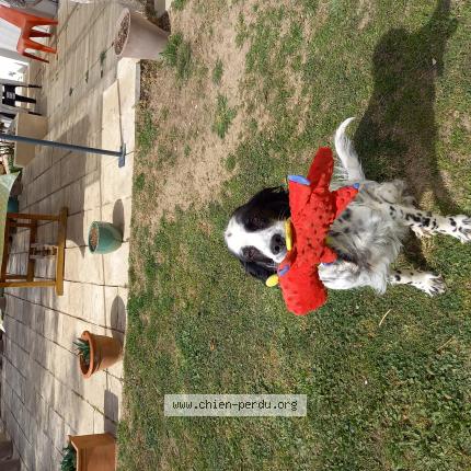 Photo 1/1 Chien retrouvé Perdu à Trets