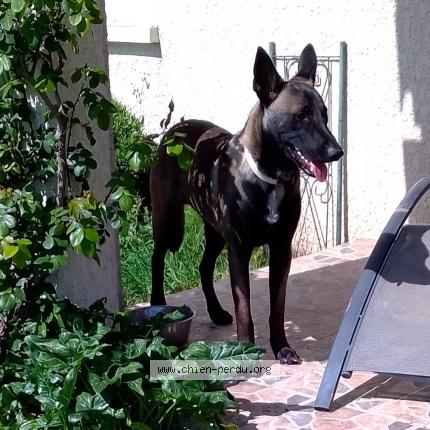 Photo 1/1 Chien retrouvé Perdu à Fregimont