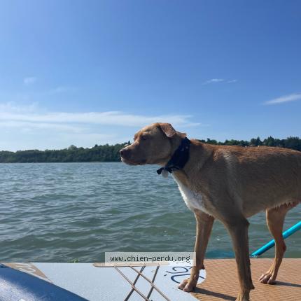 Photo 1/1 Chien retrouvé Perdu à Pleudihen sur rance