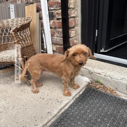 Photo 1/1 Chien retrouvé Trouvé à Carvin