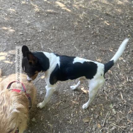 Photo 1/1 Chien retrouvé Trouvé à Toulouse