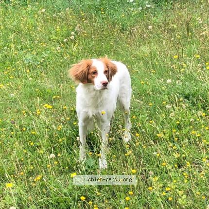 Photo 1/1 Chien retrouvé Perdu à Saint lambert des levees