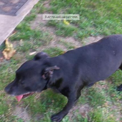 Photo 1/1 Chien retrouvé Trouvé à Pontault combault