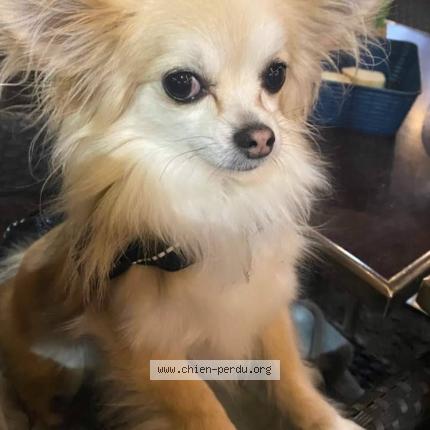 Photo 1/1 Chien retrouvé Perdu à Saint hilaire de riez