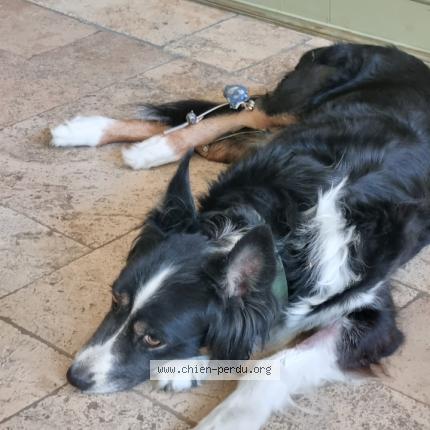 Photo de chien perdu à Orange