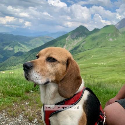 Photo de chien perdu à Lasseube