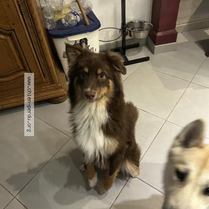 Photo 1/1 Chien retrouvé Perdu à Villotte devant louppy