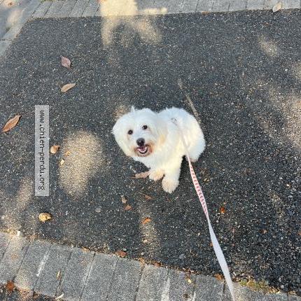 Photo de chien perdu à Blagnac