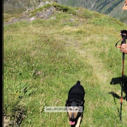 Photo 1/1 Chien retrouvé Perdu à Bonac irazain