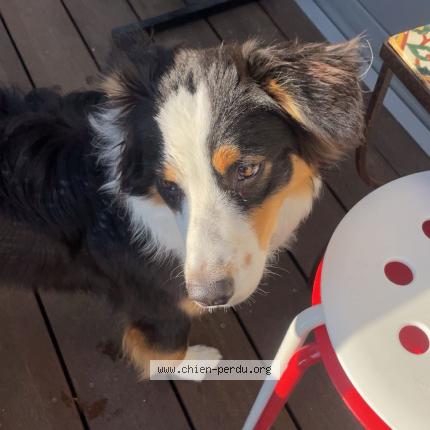 Photo 1/1 Chien retrouvé Perdu à La rochelle