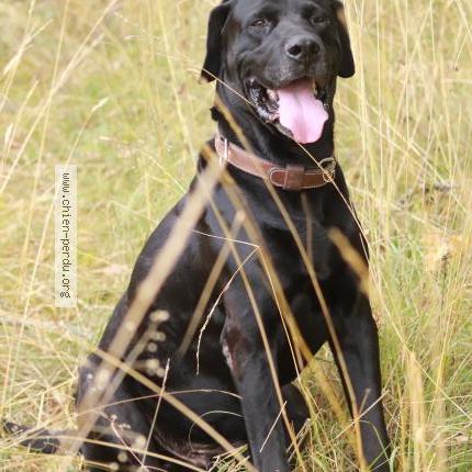 Photo 1/1 Chien retrouvé Perdu à Sarrazac