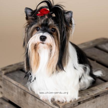 Photo 1/1 Chien retrouvé Perdu à Saint fraimbault de prieres