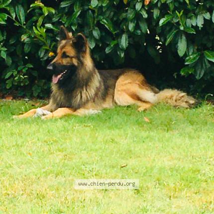 Photo 1/1 Chien retrouvé Perdu à Aramon