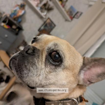 Photo 1/1 Chien retrouvé Trouvé à Le val