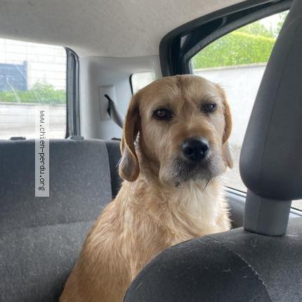 Photo 1/1 Chien retrouvé Perdu à Ceyzeriat