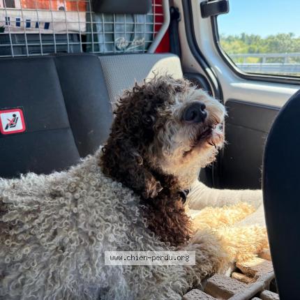 Photo 1/1 Chien retrouvé Perdu à Saint georges de didonne