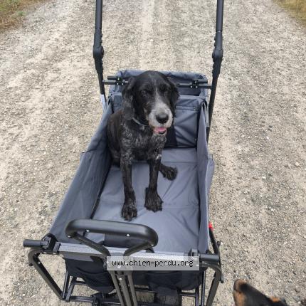 Photo 1/1 Chien retrouvé Perdu à Saint vincent de paul