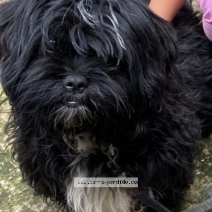 Photo 1/1 Oreo Chien perdu à Guatemala