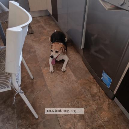 Photo 1/1 Chien retrouvé Perdu à Azay le rideau