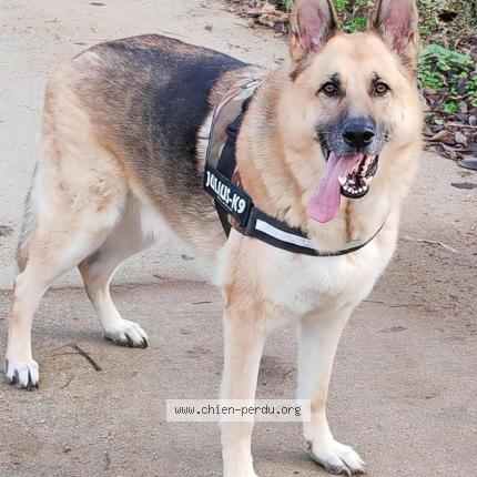 Photo de chien perdu à Tulle