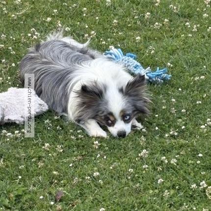 Photo 1/1 Chien retrouvé Perdu à Haillicourt