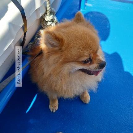 Photo 1/1 Chien retrouvé Perdu à Brest