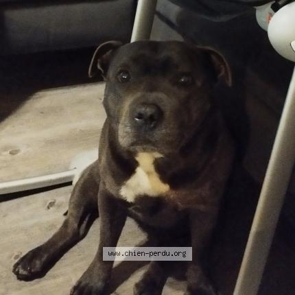 Photo 1/1 Chien retrouvé Perdu à Pithiviers le vieil