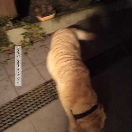 Photo 1/1 Chien retrouvé Trouvé à Lagnieu