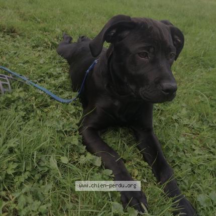 Photo 1/1 Chien retrouvé Perdu à Les issambres