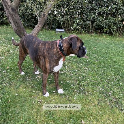 Photo de chien perdu à Anglet