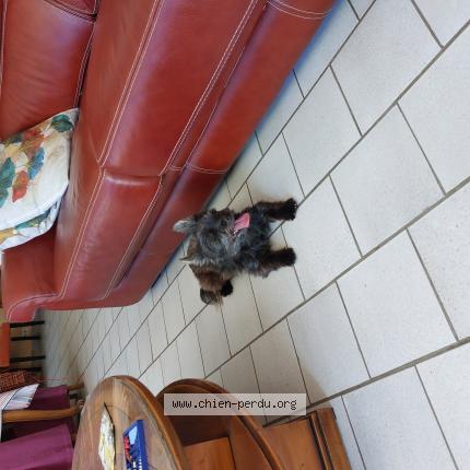 Photo 1/1 Chien retrouvé Trouvé à Montabon