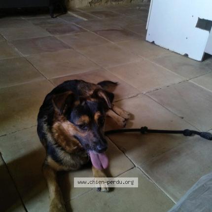 Photo 1/1 Chien retrouvé Trouvé à Plouasne