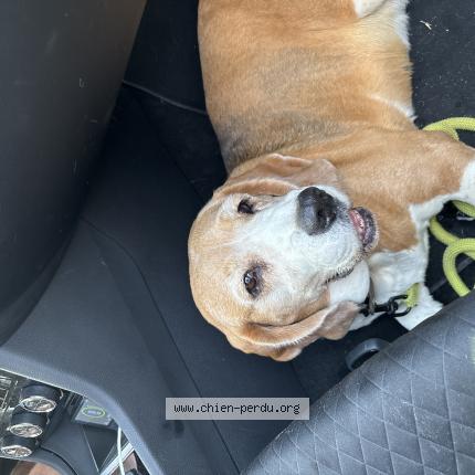 Photo 1/1 Chien retrouvé Trouvé à La couarde