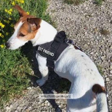 Photo 1/1 Chien retrouvé Perdu à Romilly sur seine