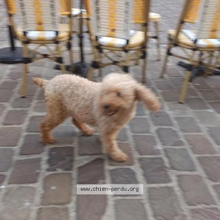 Photo 1/1 Chien trouvé Trouvé à Ault