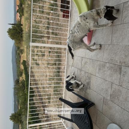 Photo 1/1 Chien retrouvé Trouvé à Agel