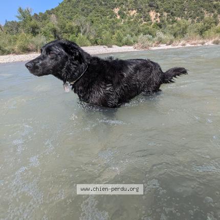 Photo 1/1 Chien retrouvé Perdu à Vassieux en vercors