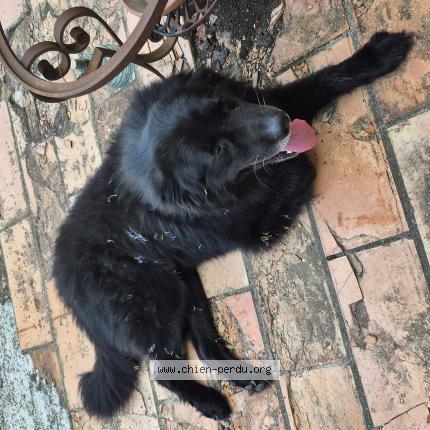 Photo de chien trouvé à Saint Dezery