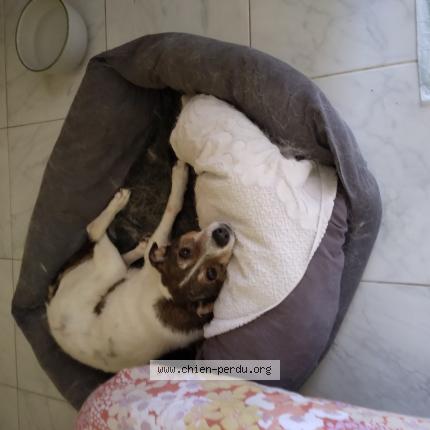 Photo de chien perdu à Generac